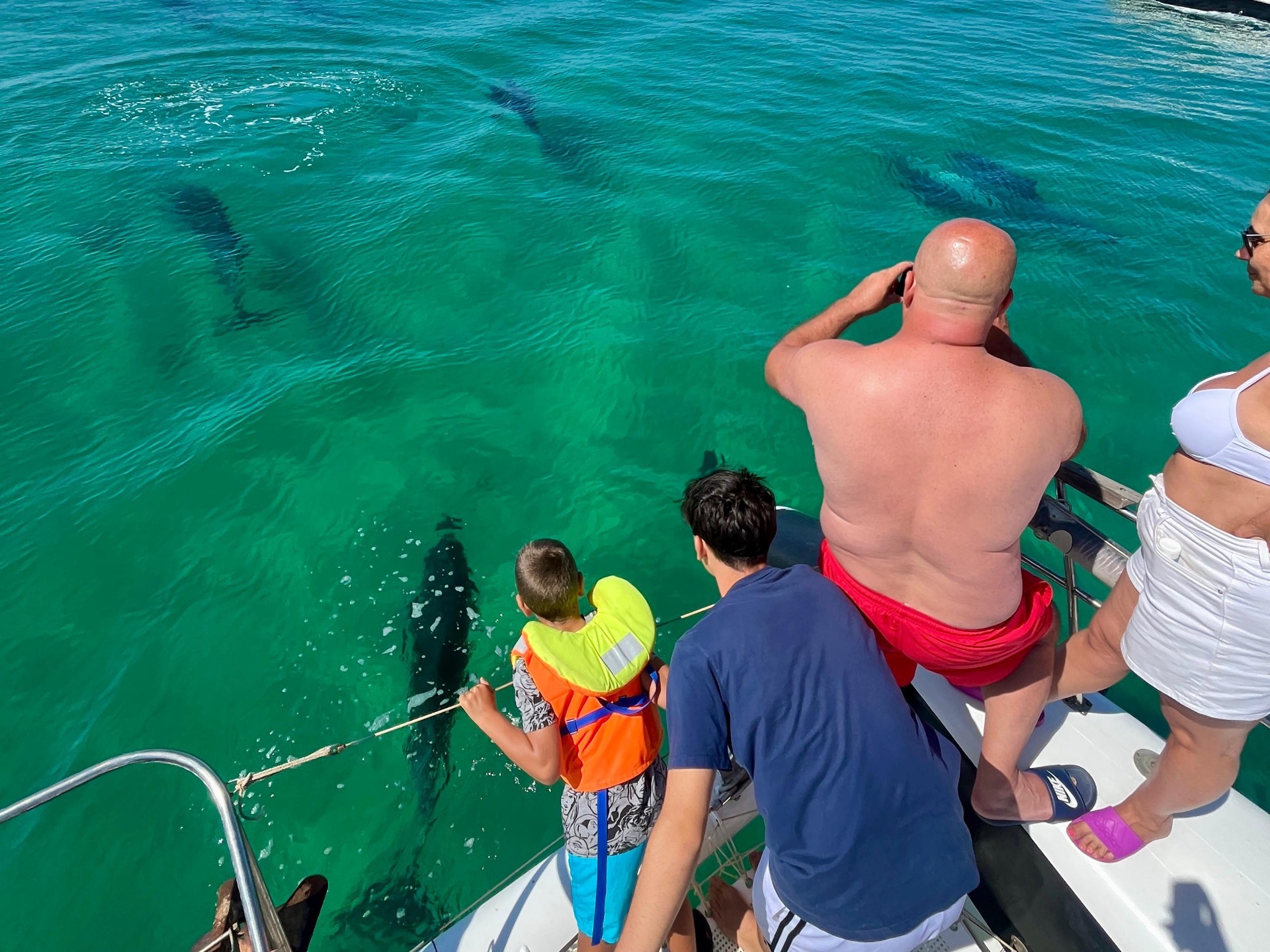 Guests watching dolphins swim beside the catamaran in turquoise water